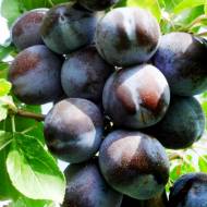 Саджанець Слива Президент